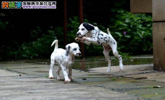 关于斑点狗吃蔬菜需要注意的问题介绍