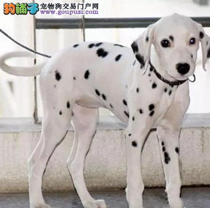 对待斑点狗吃盐的问题应该如何对待