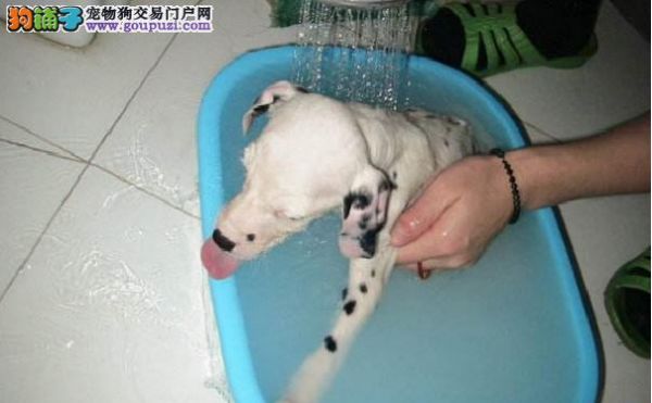 帮斑点狗洗澡 大麦町洗澡注意事项