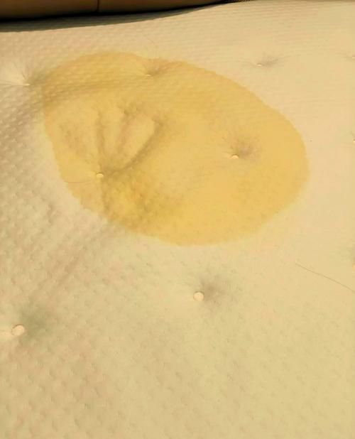 床垫渗入狗尿怎么处理_狗狗尿床垫除味消毒全攻略