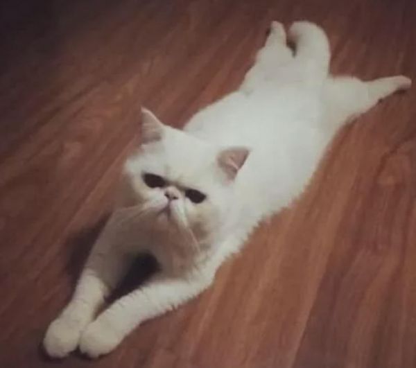 新手养猫必备技巧：如何训练猫咪趴下和起来？