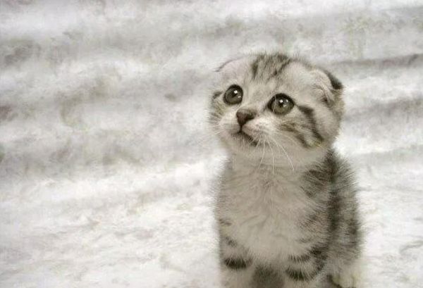 新手养猫技巧：如何让猫咪记住自己的名字？