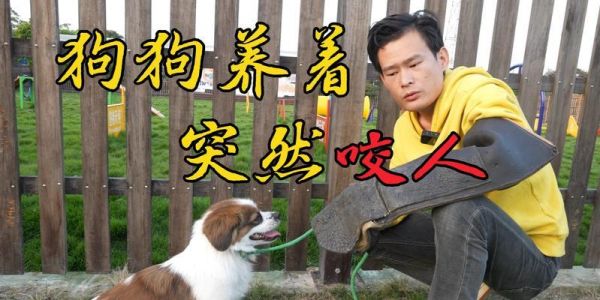 如何训练有咬人习惯的宠物狗（掌握正确的训练技巧，让狗狗重获良好行为习惯）