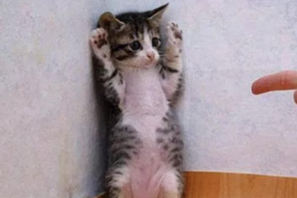 新手养猫必备：如何训练猫咪站起来？