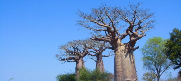 如何正确饲养塞内加尔鹦鹉（塞内加尔鹦鹉的饲养技巧和注意事项）