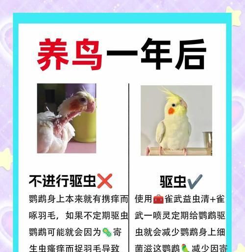 如何正确饲养塞内加尔鹦鹉（塞内加尔鹦鹉的饲养技巧和注意事项）