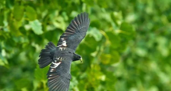 黄足松鼠的饲养方法（打造舒适生存环境，营养均衡饮食的关键）