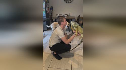 谁还不是个好宝宝！#爬宠 #异宠 #爬宠日常 #巨蜥 #鬣蜥