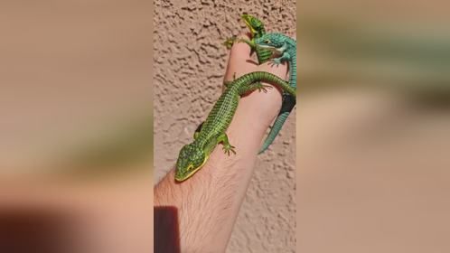 #小青龙#墨西哥绿树鳄蜥 #爬宠 #异宠 #爬宠日常 #鳄蜥