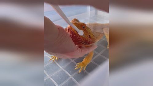 讲卫生的好宝宝！#爬宠 #异宠 #爬宠日常 #鬃狮蜥日常