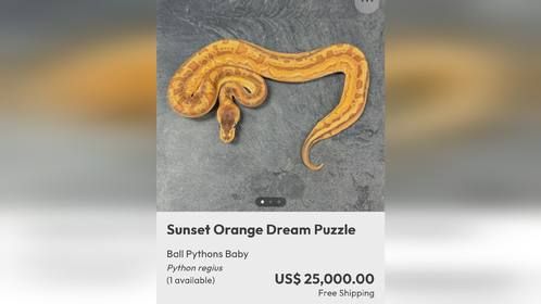 国外顶级基因#球蟒 欣赏#动物科普 #爬宠 #异宠 #宠物蛇