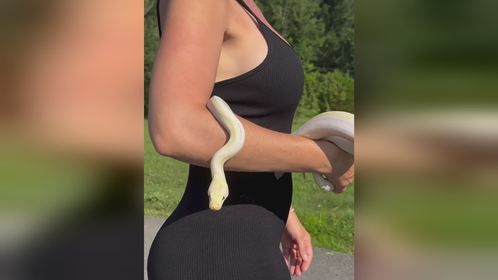 线条之美#爬宠 #异宠 #爬宠日常 #红尾蚺 #宠物蛇#球蟒