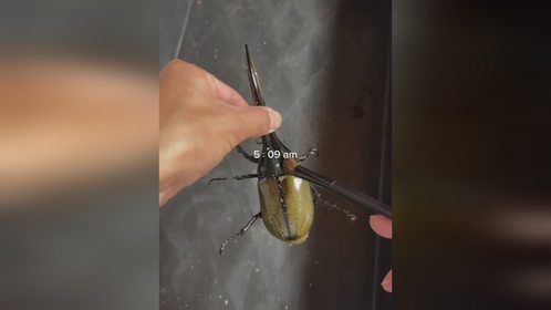 有退休金就是不一样，沉浸式体验老干部的一天独角仙＃长戟大兜虫