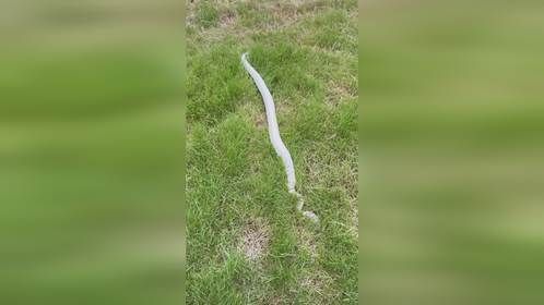 #大橘 和它的好朋友#球蟒 ，#爬宠 #异宠 #爬宠日常 #