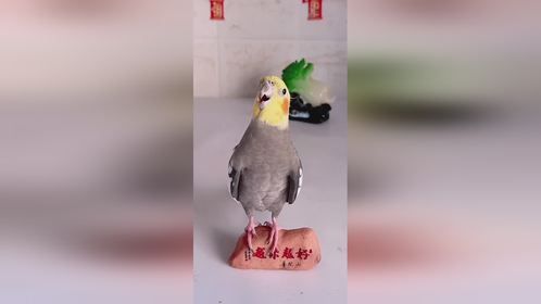 开心过好每一天