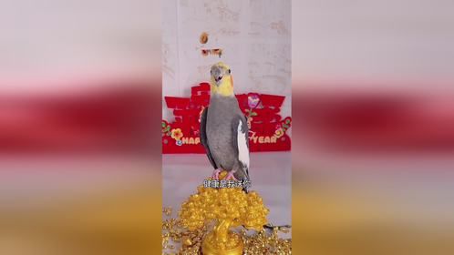 吉祥鸟宠物小精灵