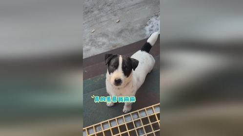 全抖音寻找玩法合伙人