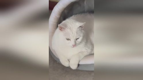 超级可爱的小猫咪，我十五岁的大肥猫