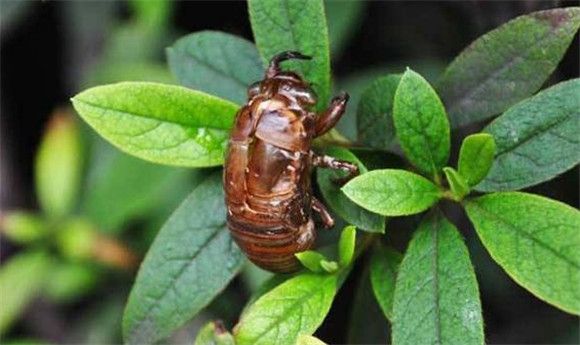 金蝉养殖周期多久