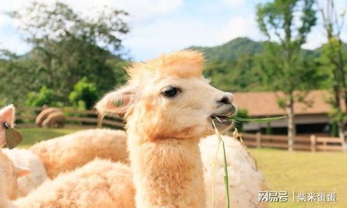 羊驼繁殖周期多长？下崽时间点了解下