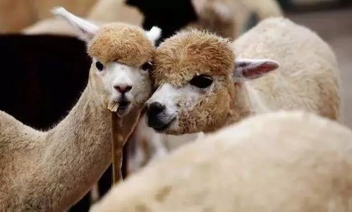 羊驼繁殖周期多长？下崽时间点了解下