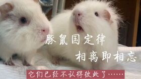 豚鼠多久能生一窝小宝宝呢？