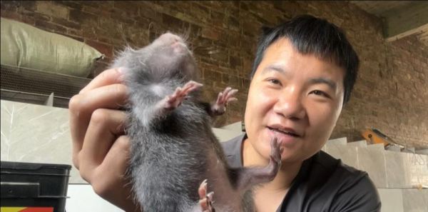 竹鼠繁殖的周期与技巧（了解竹鼠繁殖周期，掌握正确的技巧，助您成功养殖）