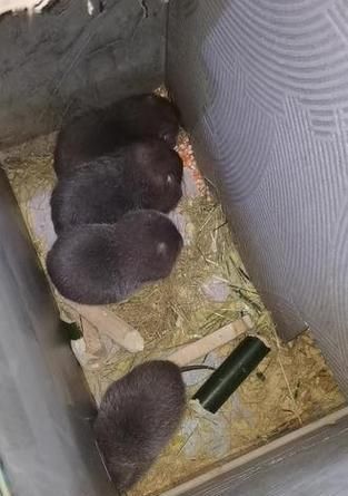 竹鼠繁殖的周期与技巧（了解竹鼠繁殖周期，掌握正确的技巧，助您成功养殖）