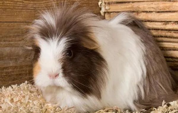 揭秘荷兰猪生育周期,轻松掌握养殖技巧