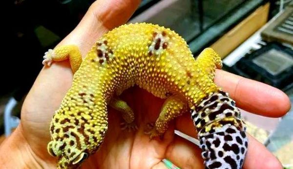 豹纹守宫繁殖的奇妙过程（探索豹纹守宫繁殖周期与技巧）