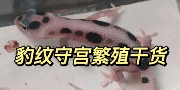 豹纹守宫繁殖的奇妙过程（探索豹纹守宫繁殖周期与技巧）