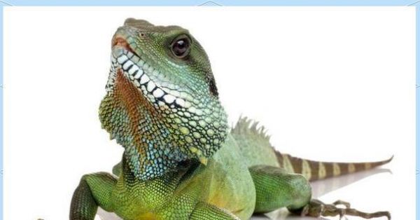 豹纹守宫繁殖的奇妙过程（探索豹纹守宫繁殖周期与技巧）