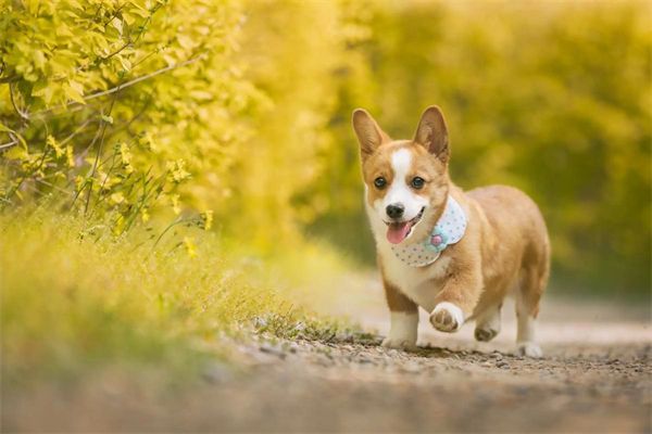 狗狗外驱虫药涂在哪个位置?