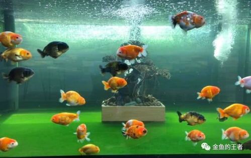 “迷你鱼缸，治愈系宠物日常”