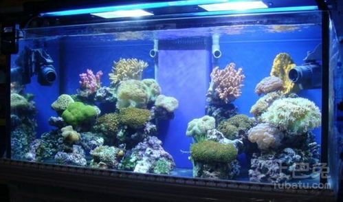 “迷你鱼缸,治愈系宠物日常”