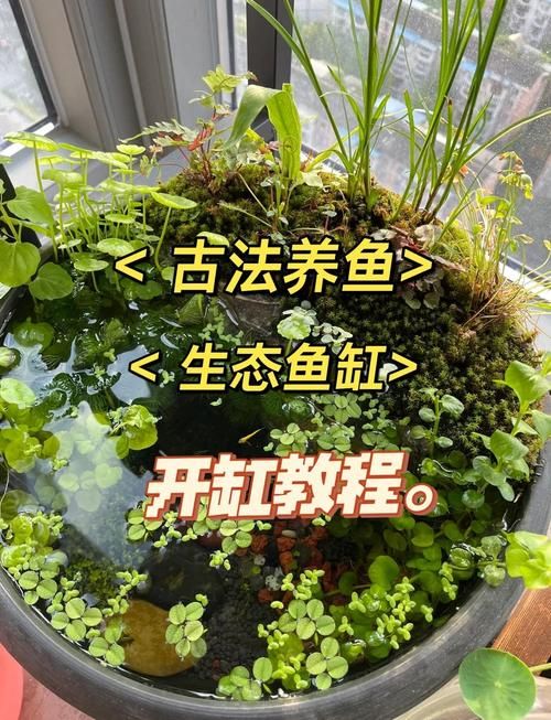 新手鱼缸开缸养水教程图解_新鱼缸消毒除味测试流程