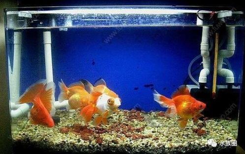 新手养金鱼必备！自制过滤桶教程，金鱼养护攻略！