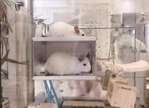 龙猫睡觉需要窝吗_环境饮食清洁与注意事项