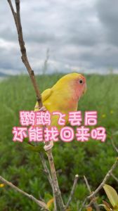 鹦鹉飞走能熬过夜吗_鹦鹉飞走怎么办?附近找找,放点食物,联系救助