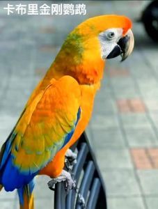 什么人养鹦鹉最旺_五行喜水人养鹦鹉鱼,旺财又解压,属鼠最配!