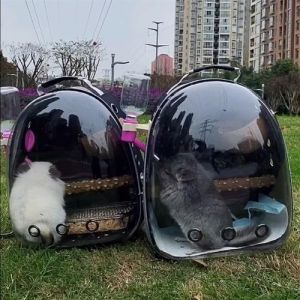 龙猫可以带出去遛弯吗_选对笼子备好物,带它体验更精彩!