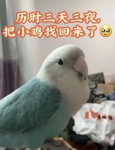 鹦鹉认识回家的路吗_虎皮鹦鹉飞失能否回家?环境熟悉度高归巢几率大