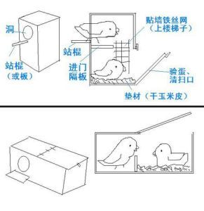 鹦鹉不进窝最简单三个条件_鹦鹉不进窝?排查安全气味等细节,耐心引导是关键!