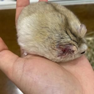 仓鼠被打了会记仇吗_仓鼠被打会怕主人?疼痛记忆影响互动,勿惩罚改科学养护