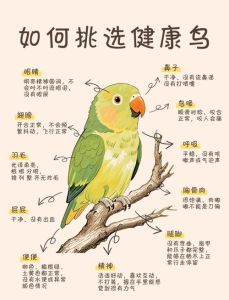 家里适合养鹦鹉吗_长期承诺,高成本,易扰民,做好准备再决定!