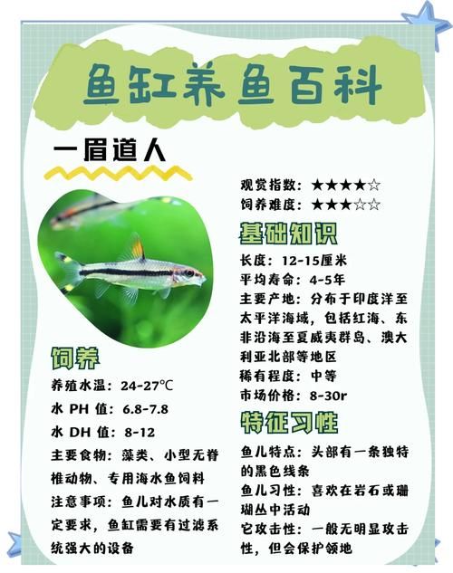 养一眉道人鱼注意事项_红条纹道人鱼水族养护要点