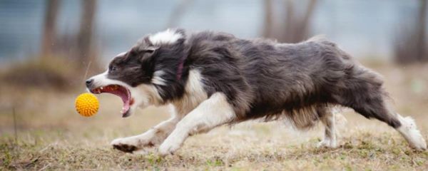 狗狗喜欢的玩具类型,常见的有球类、毛绒、咬胶玩具等