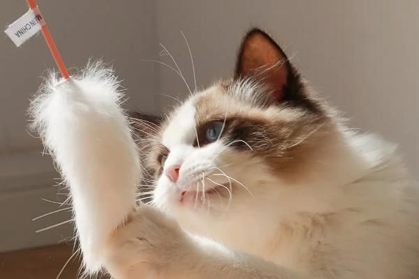 狗狗喜欢的玩具类型,常见的有球类、毛绒、咬胶玩具等