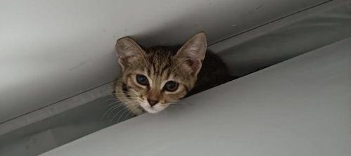 如何养好猫粮品种有哪些,怎样选择猫粮哪种猫粮好