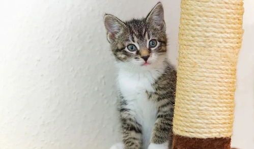 如何养好猫粮品种有哪些,怎样选择猫粮哪种猫粮好